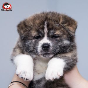 DSC 9671 kopia (Copy)